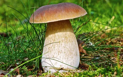 Белый гриб (Boletus edulis): информация, где растет, фото, виды