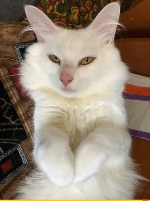 Пропал белый кот в Иваново! | 