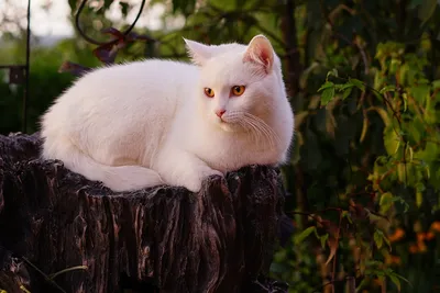 белый кот с длинными волосами сидит на дереве, картинки красивых кошек,  кошка, домашний питомец фон картинки и Фото для бесплатной загрузки