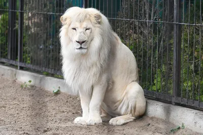 Редкий белый Лев показывает, как же он хорош | Пикабу