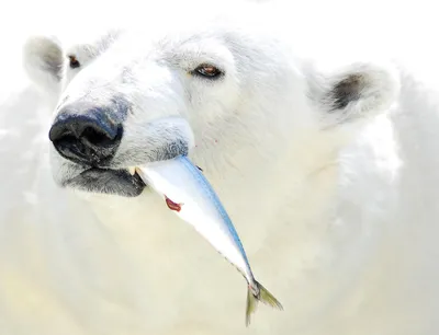 Штеффен Граупнер: "Белые медведи нуждаются в нашей защите!.." (ФОТО) -  KamchatkaMedia