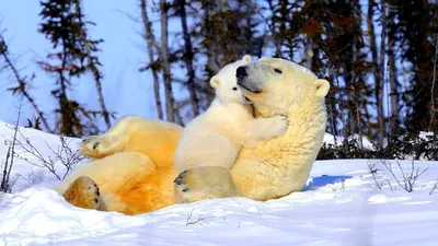 Фото Белый медведь на снегу, фотограф Sunil Singh