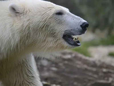 Поздравление белого медведя - 72 фото