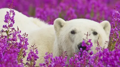 Белый медведь с цветами - 61 фото