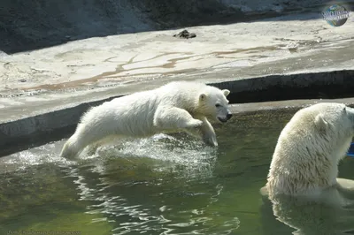Скачать 1920x1080 белый медведь, полярный медведь, океан, фотошоп, волны  обои, картинки full hd, hdtv, fhd, 1080p