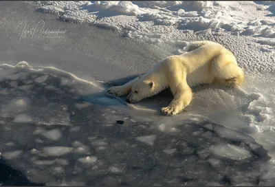 Фото Белый медведь лежит на снегу