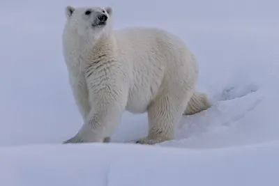 Белые медведи (лат. Ursus maritimus), фотографии белых медведей