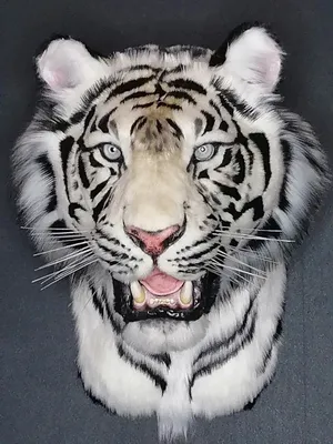 Рисунок карандашом, белый тигр, …» — создано в Шедевруме