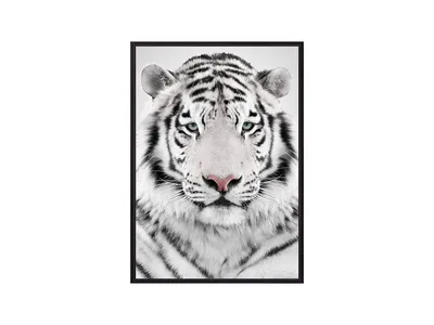 Виниловая наклейка "Белый тигр"