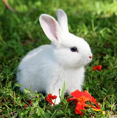 Белый-белый кролик🐇 Назвала Ромашкой🐰🌼 Сделан на заказ. Sold. #rabbit  #animals #felting #feltingwool… | Cute small animals, Baby animals funny,  Cute wild animals