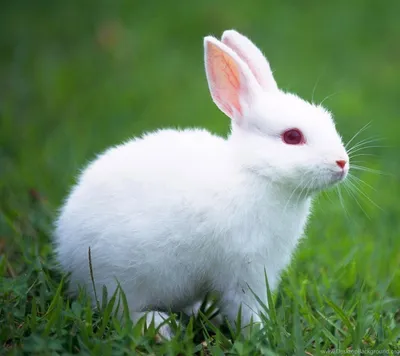 Кролик Белый Заяц - Бесплатное изображение на Pixabay - Pixabay