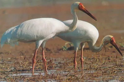 Стерх или журавль белый (лат. Grus leucogeranus)