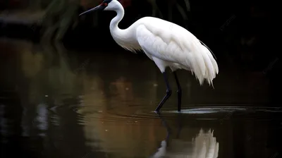 Стерх или белый журавль (Grus leucogeranus). Фотогалерея птиц. Фотографии  птиц России, Беларуси, Украины, Казахстана, Таджикистана, Азербайджана.