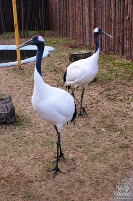 Стерх или белый журавль (Grus leucogeranus). Фотогалерея птиц. Фотографии  птиц России, Беларуси, Украины, Казахстана, Таджикистана, Азербайджана.