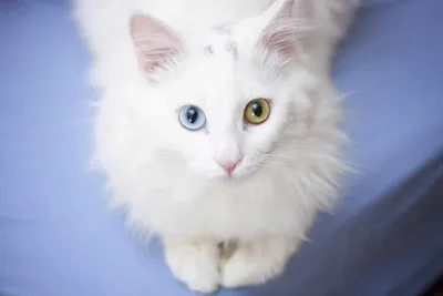 Белых пушистых котят картинки