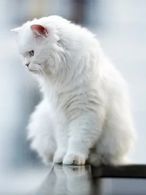 Шесть белых пушистых котят кушают с…» — создано в Шедевруме