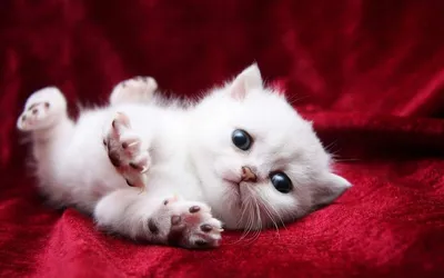 Белый пушистый кот с голубыми …» — создано в Шедевруме