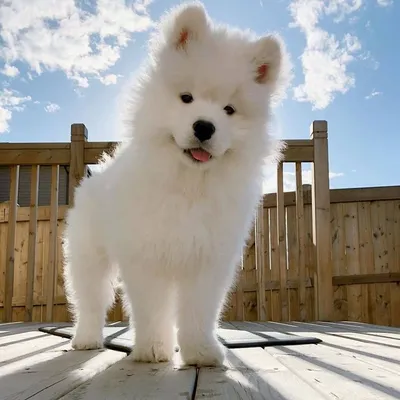 Большие пушистые белые собаки (59 фото) - картинки 