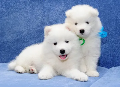 Собака маленькая белая пушистая порода (57 фото) | Белые щенки, Собаки,  Собачки