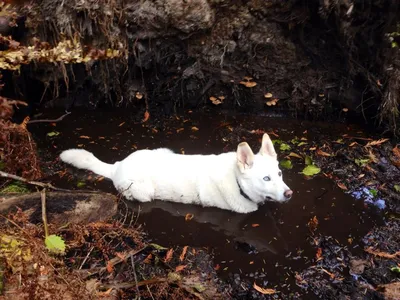 Любимое занятие моей белой собаки - искупаться в грязи" | Пикабу