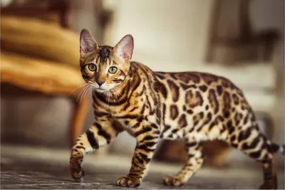 Раймонд Бенгальский кот