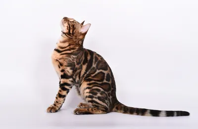 Прогулка, задумчивый бенгальский кот,…» — создано в Шедевруме