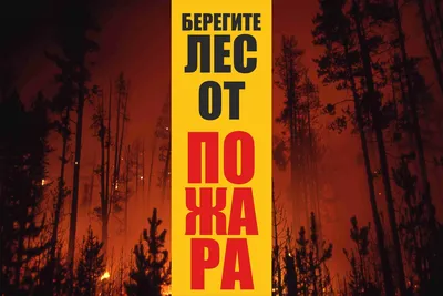 Подведены итоги конкурса «Охрана лесов от пожаров» - Департамент  гражданской защиты, охраны окружающей