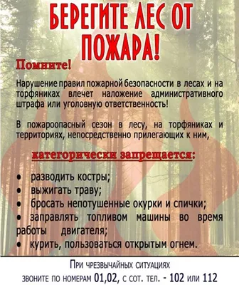 Памятка для родителей «Берегите лес от пожара» — Детский сад № 133 г. Тюмени