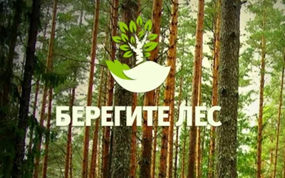 В-06 Берегите лес от пожара | Производственная компания «Стандарт»