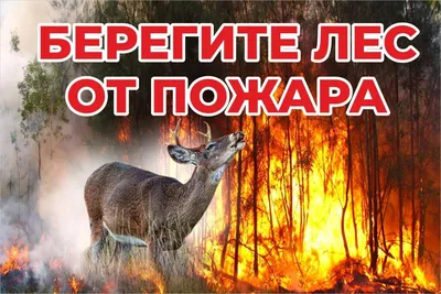 Берегите лес! | Пикабу