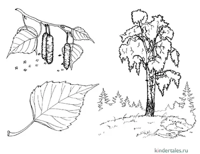 Береза» раскраска для детей - мальчиков и девочек | Скачать, распечатать  бесплатно в формате A4