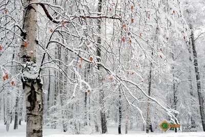 Береза зимним утром. дерево в парке, покрытое снегом на фоне голубого неба.  | Премиум Фото