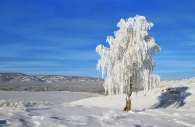 Зимняя береза! (Яна Лорано) / Стихи.ру