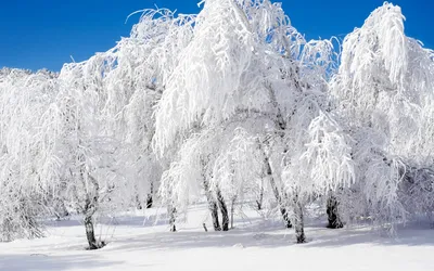 Березы под снегом зимой обои для рабочего стола, картинки и фото -  