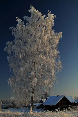 Фотография березы в снегу зимние Природа сезон года