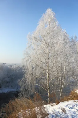 Фото береза в снегу - Зима - Фото галерея - Галерейка