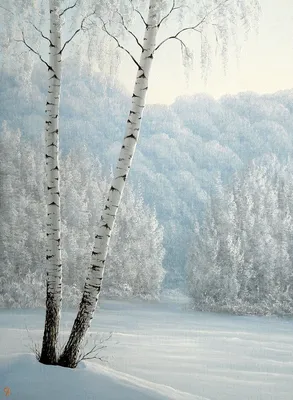 Снежные березы - красивые фото