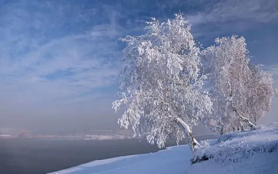 Картина Берёза. Зима.. Размеры: 45x80, Год: 2022, Цена: 12000 рублей  Художник Светлова Кавита Александровна