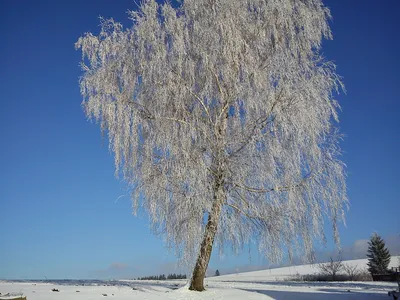 Картинка зимние береза Природа снега деревьев