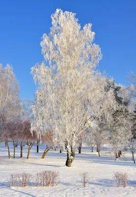 Береза в снегу (57 фото) - 57 фото