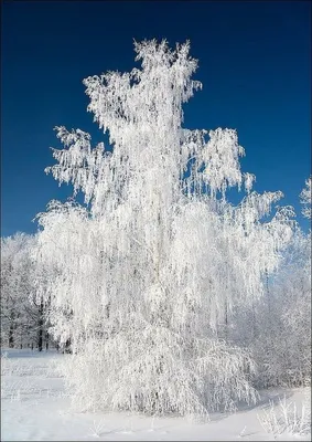 Береза в снегу - 66 фото