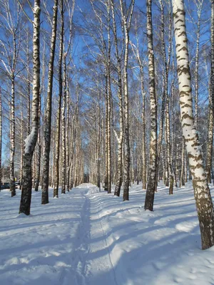 Снег, березы — Фото №285299