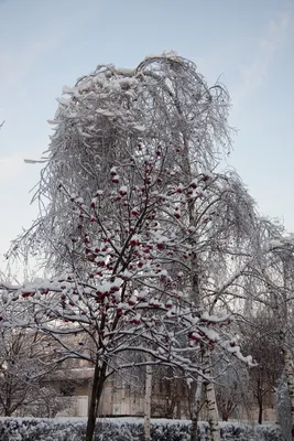 Времена года, Зима, Москва: Береза и рябина в снегу