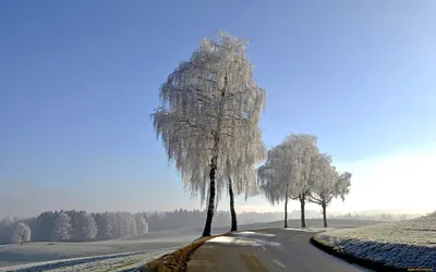 Рисунок береза в снегу - 67 фото