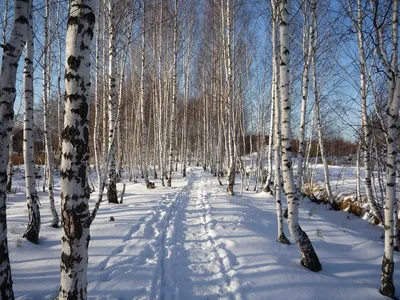 Береза зимой (57 фото) | Пейзажи, Живопись, Лес