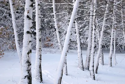 Фотографии зимние Березы Природа Леса Снег Дороги Времена 1920x1280