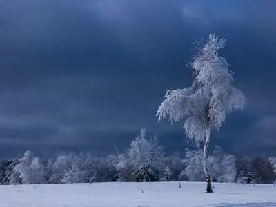 Белая берёза Под моим окном Принакрылась снегом, Точно серебром. ❄.. |  Волшебство | ВКонтакте