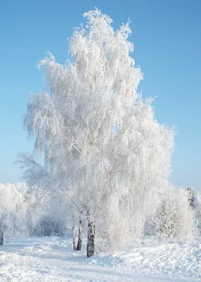 Листья березы в снегу