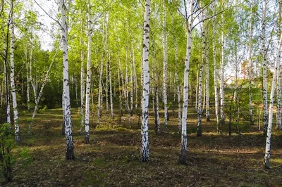 Береза весной | Лекарственные растения, Береза, Пейзажи