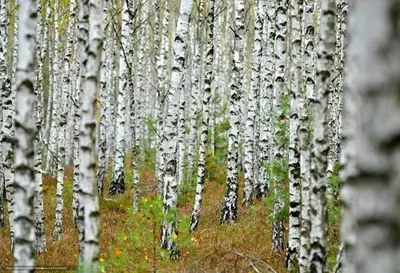 лес, Березы в парке, голые деревья, ранняя весна, пейзщаж Stock Photo |  Adobe Stock